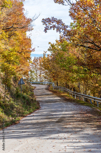 Street view of the forest during fall near Rogovou church  Zagori  Greece.