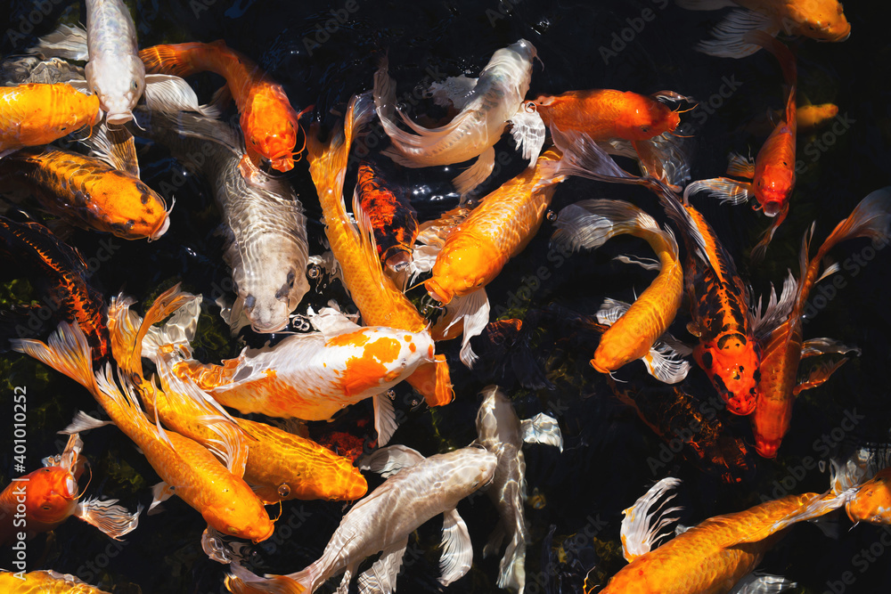 Beautiful golden carps and koi fishes in the pond. Top view