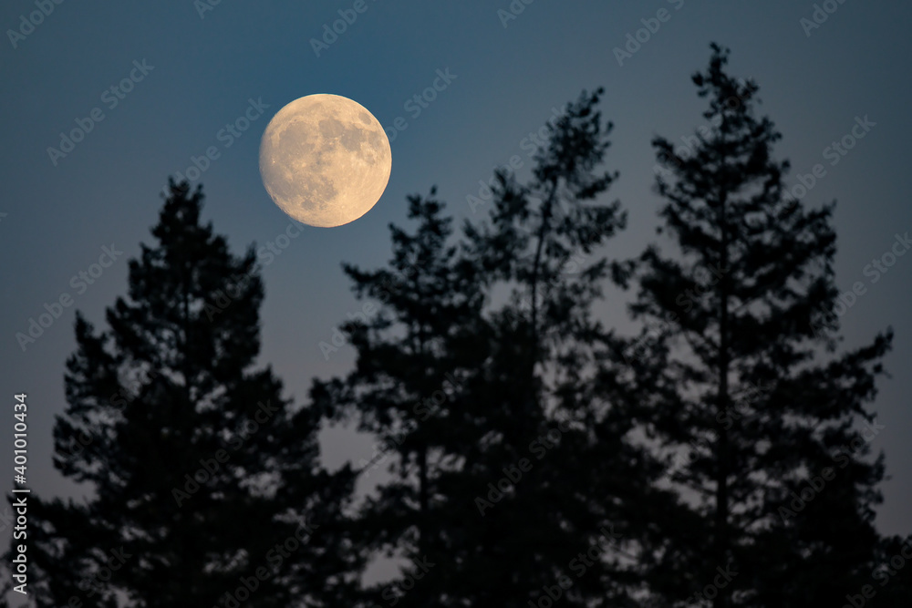 Full Moon rising over coniferous forest with European spruce (Picea abies), Hesse, Germany Full Moon rising over coniferous forest with European spruce (Picea abies), Hesse, Germany