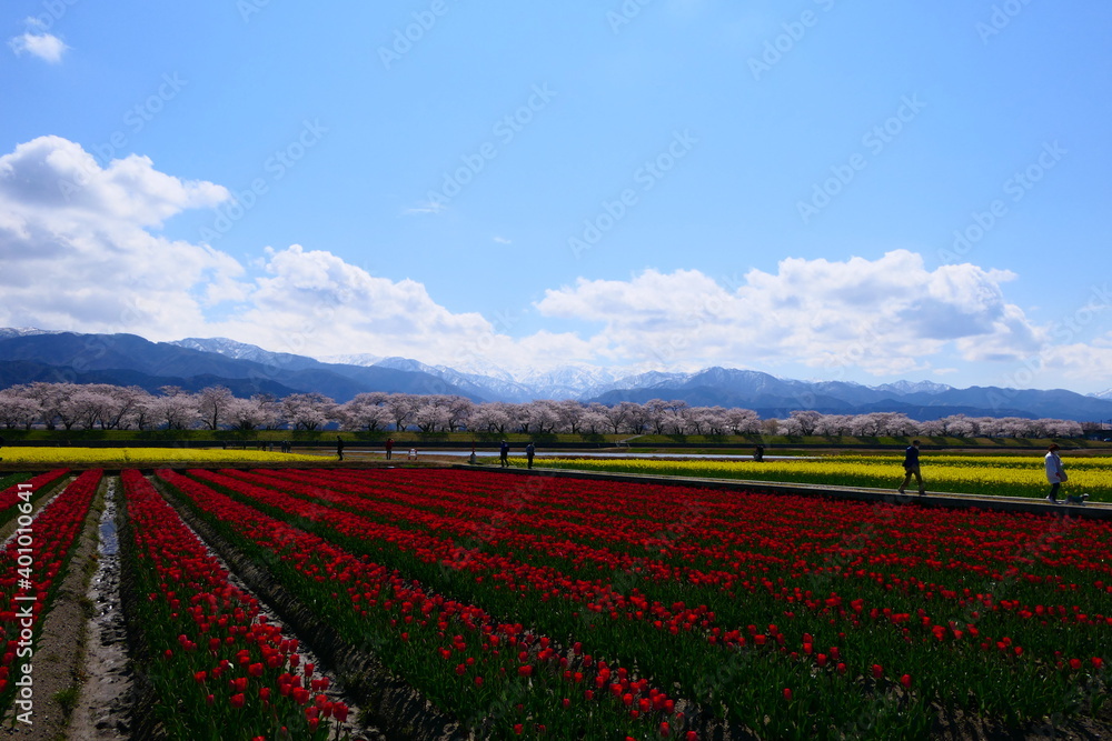春の観光名所、舟川べり春の四重奏。朝日、富山、日本。４月中旬。