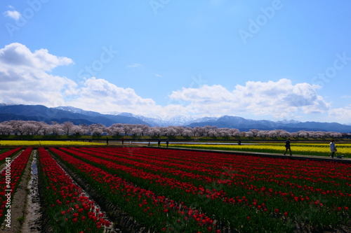 春の観光名所、舟川べり春の四重奏。朝日、富山、日本。４月中旬。