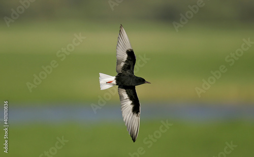 White-winged tern (Chlidonias leucopterus) adult in breeding plumage flying, Brandenburg, Germany photo