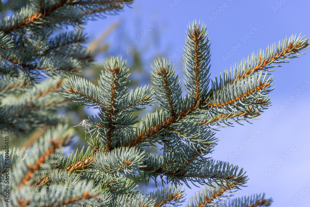 Green blue spruce branch. Coniferous tree. Selective focus. Green blue spruce branch. Coniferous tree. Selective focus.