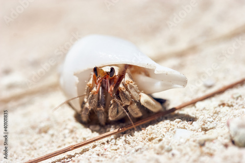 Macro shot of small hermit crab with white shell in the sand of the archipelago Palau