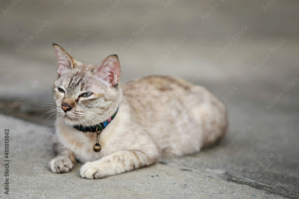 Lovely gray cat sitting at outdoor