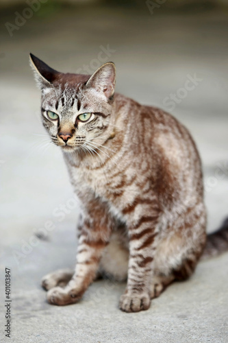 Lovely gray cat sitting at outdoor