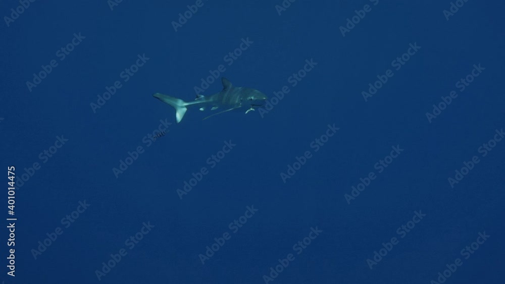 Blue Sharks in clear water of the Atlantic Ocean Blue Sharks in clear water of the Atlantic Ocean