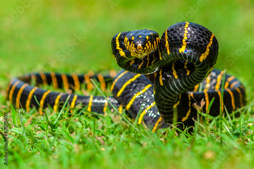 Gold Ringed cat snake on grass