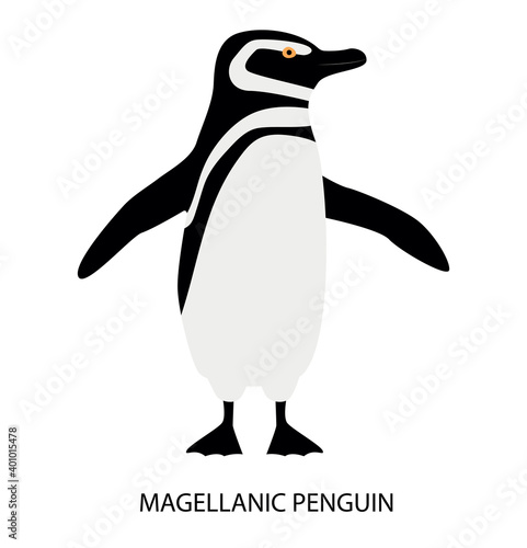 Illustration with  magellanic penguin. Cute cartoon character. Australian bird