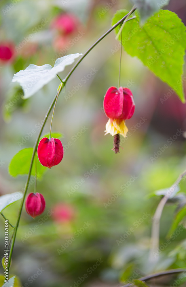 red berries on a branch