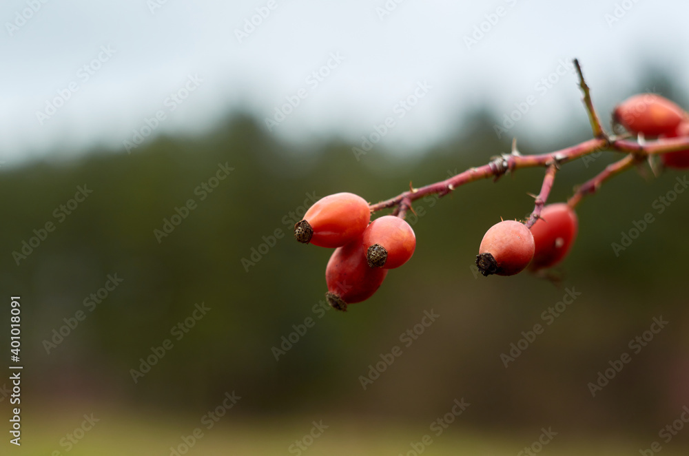 Red rose hips on a branch