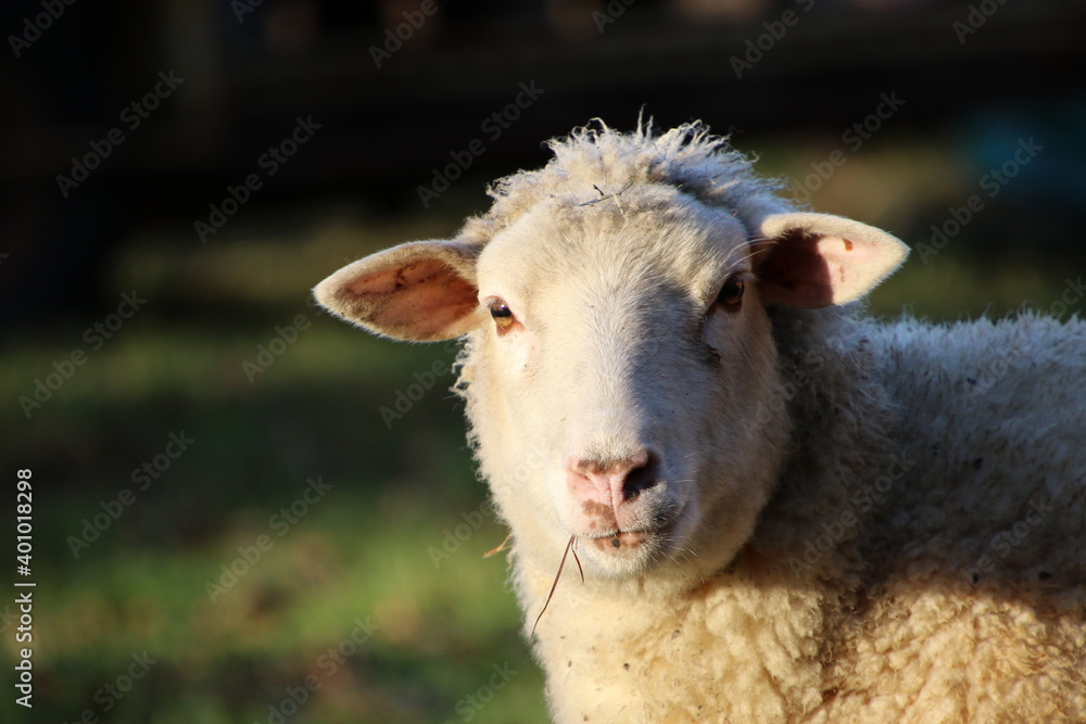 Tête de mouton Tête de mouton