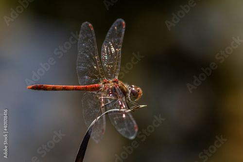 Gemeine Heidelibelle (Sympetrum vulgatum) photo