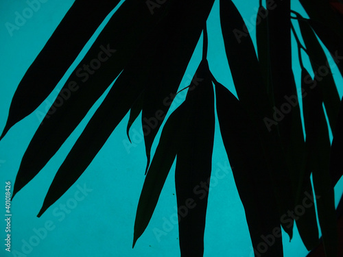 silhouette , Pflanze licht