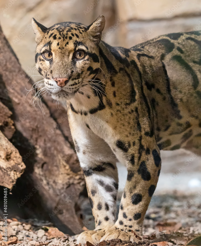 Obraz premium Close up view of a Clouded Leopard (Neofelis nebulosa)