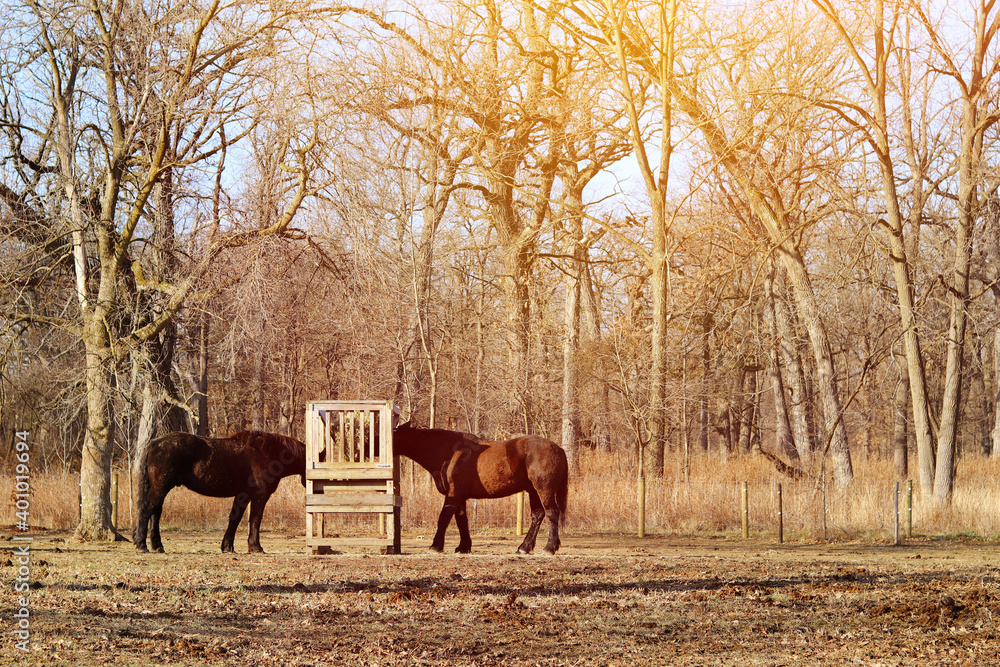 An adult and beautiful horses graze in the pasture. Beautiful farm background. An adult and beautiful horses graze in the pasture. Beautiful farm background.