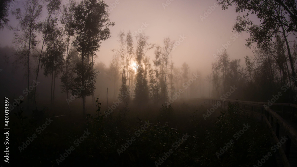 Foggy 7 Foggy 7