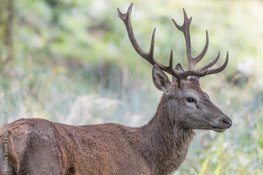 Red deer male in the woods at morning (Cervus elaphus) Red deer male in the woods at morning (Cervus elaphus)