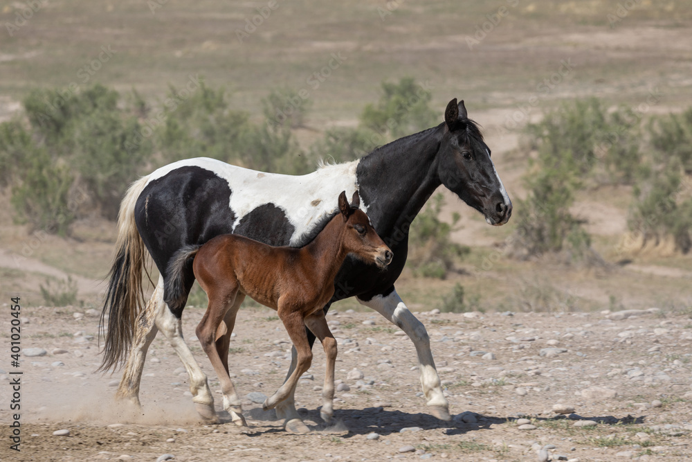 Wild Horse Mare and Her Cute Faol in the Utah Desert Wild Horse Mare and Her Cute Faol in the Utah Desert