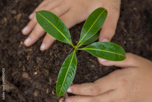 Hand photograph of a man planting a tree in a black pot, nature conservation concept.