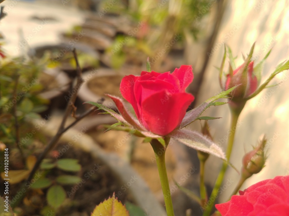 Red Rose Flower Closeup