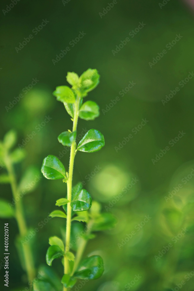 Leaves Tropical forest trees texture background wallpaper Leaves Tropical forest trees texture background wallpaper