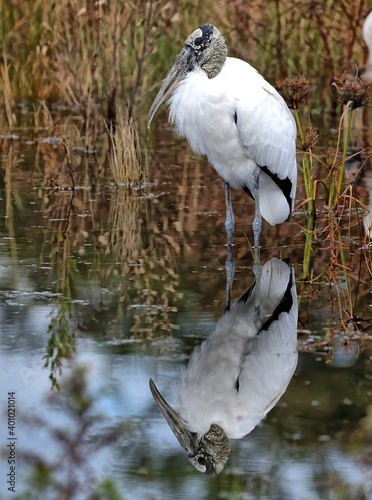 Single Wood stork standing in the pond with reflection.