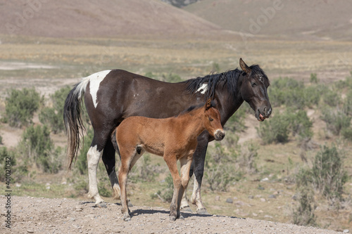 Wild Horse Mare and Her Cute Faol in the Utah Desert