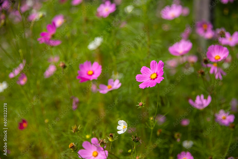 Purple, pink, cosmos flowers in the garden background in vintage style soft focus. Purple, pink, cosmos flowers in the garden background in vintage style soft focus.