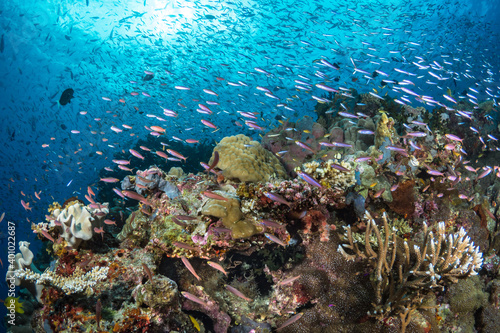 Billede på lærred Fish schooling above pristine coral reef