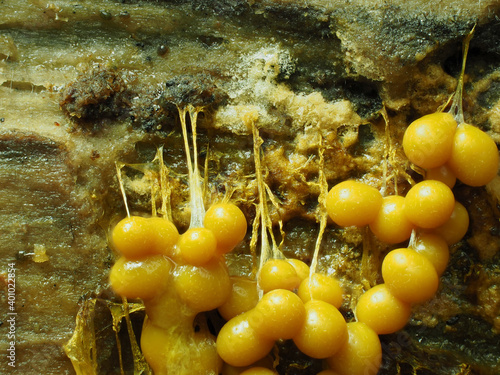 Schleimpilz (Myxomyceten) Fruchtkörper in der Eifel photo