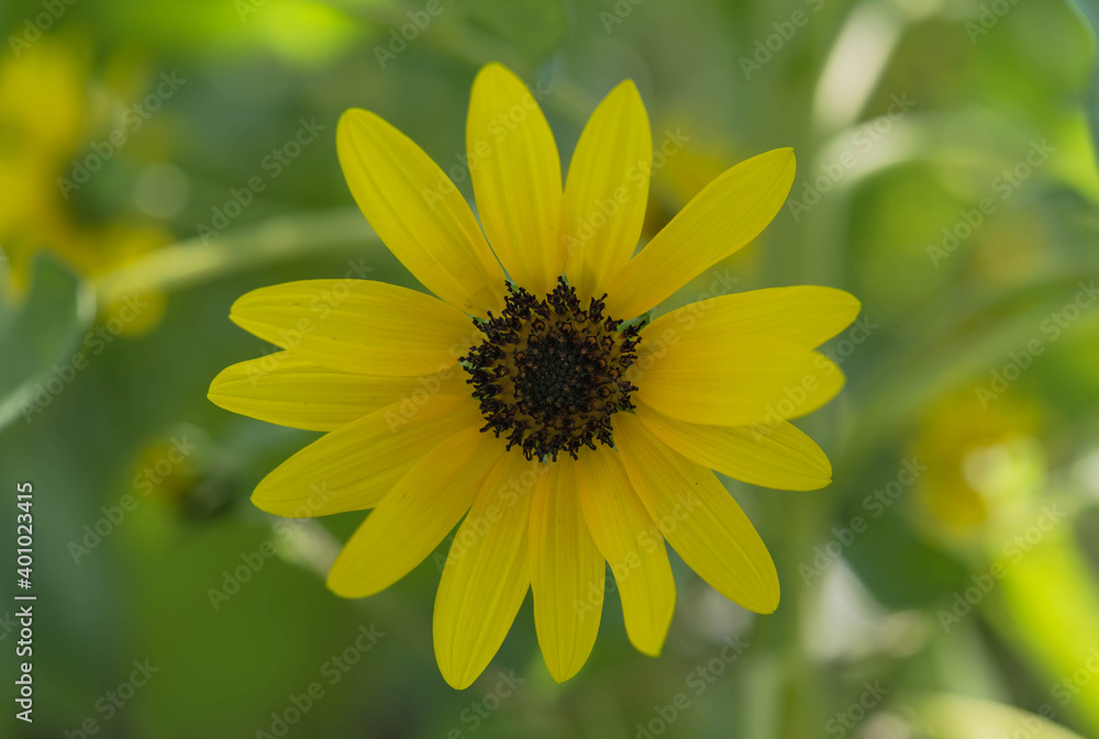 Fototapeta premium Beautiful Zinnia flower in the garden