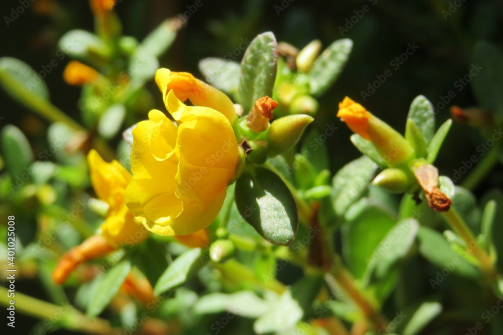 Obraz premium Yellow Senna flowers in Florida zoological garden, closeup