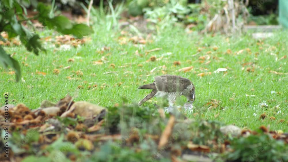 Medium shot beautiful white hawk eats its prey. Slow motion 4K Medium shot beautiful white hawk eats its prey. Slow motion 4K
