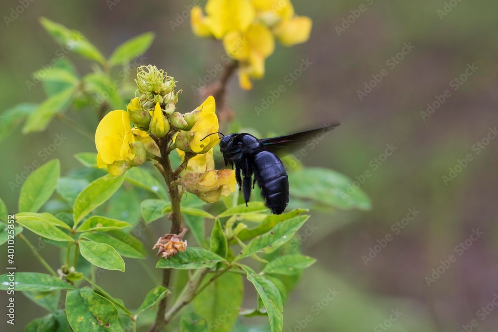 bee on a flower bee on a flower