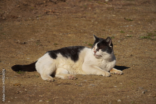 猫の寝ている写真です。お好きに活用くださいませ。