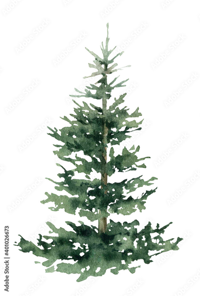 Green spruce hand drawn in watercolor isolated on a white background. Christmas tree. Watercolor illustration. Watercolor fir. Green spruce hand drawn in watercolor isolated on a white background. Christmas tree. Watercolor illustration. Watercolor fir.
