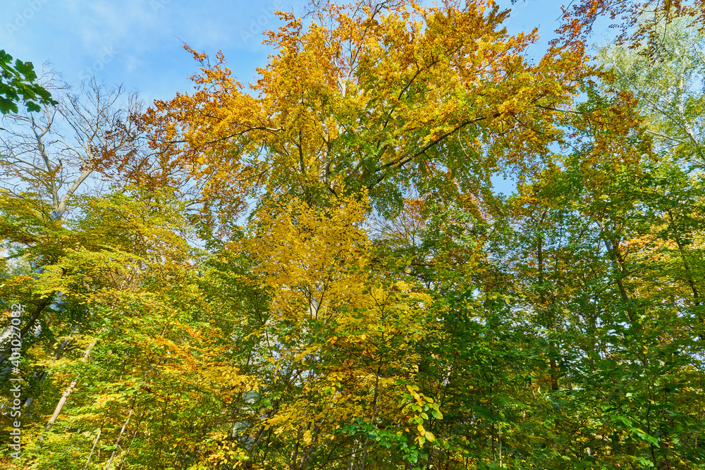 Fototapeta premium Buntes herbstliches Park Panorama im Sonnenschein