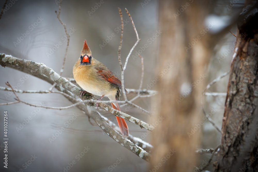 Female Northern cardinal (Cardinalis cardinalis) perched on a tree limb during autumn. Selective focus, background blur and foreground blur.
Female Northern cardinal (Cardinalis cardinalis) perched on a tree limb during autumn. Selective focus, background blur and foreground blur.