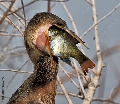 Close up of an anhinga with a very large fish in it's mouth. photo