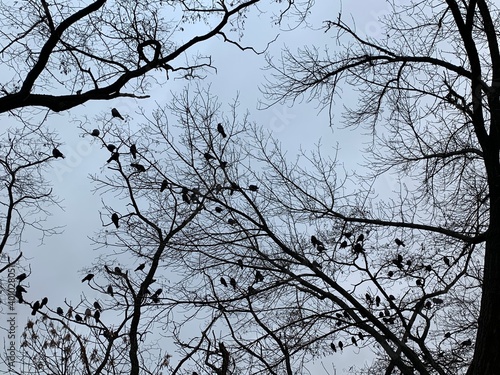 Canvas Print Bare tree branches with dark crows birds against gloomy sky.