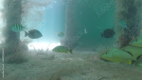 Wallpaper Mural Fish Under Pier in Caribbean Sea Torontodigital.ca