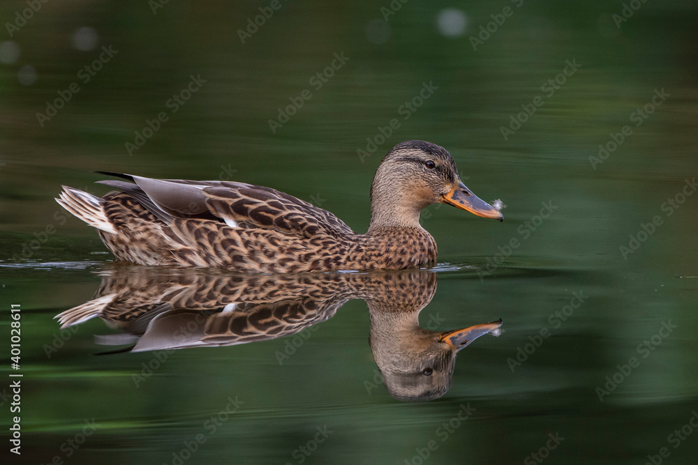 Fototapeta premium Stockente (Anas platyrhynchos) Weibchen