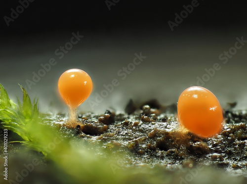 Schleimpilz (Myxomyceten) Fruchtkörper in der Eifel photo