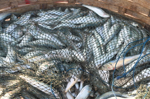 fresh fish catch in fishing net on traditional woven basket.