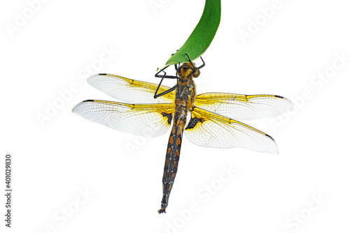 Dragonfly sitting on green leaf isolated on a white background