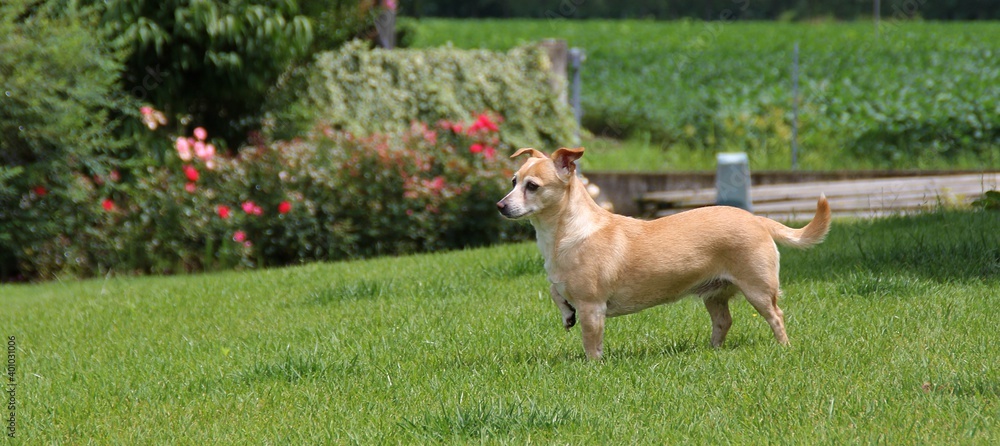 a bright dog standing on the grass, a dog thoughtfully with one paw raised up, green grass trimmed and rose bushes in the background
