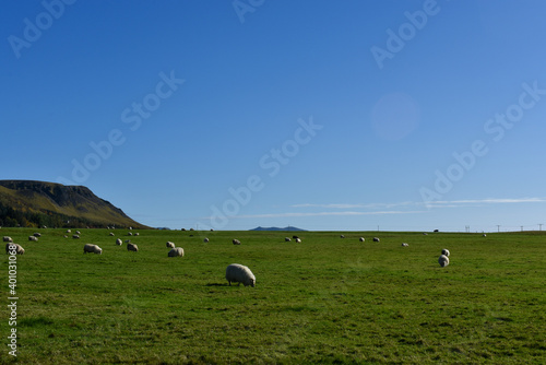 The Sheep of Vík