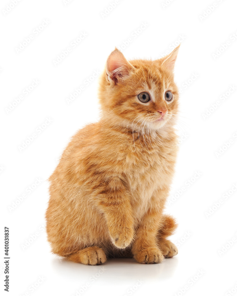 Obraz premium Little red kitten .