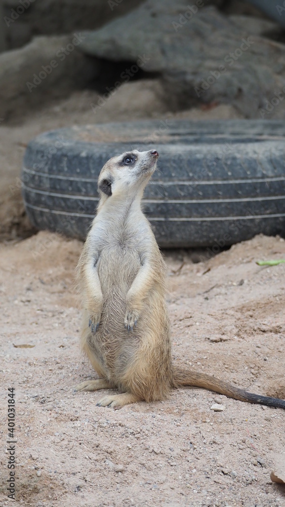 Fototapeta premium Meerkat looking for something. Suricata suricatta wild predators in natural environment. Wildlife scene from nature. Portrait of Meercat, Asian native animal, small carnivore mongoose family. Thailand